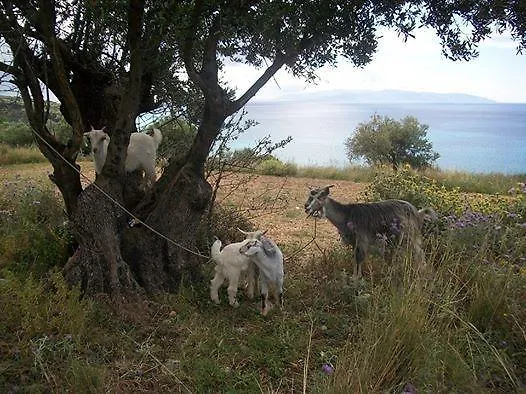 Διαμέρισμα Ramona Λουρδάτα