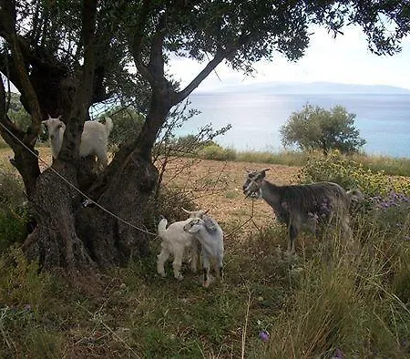 Lägenhet Ramona Lourdata (Kefalonia)